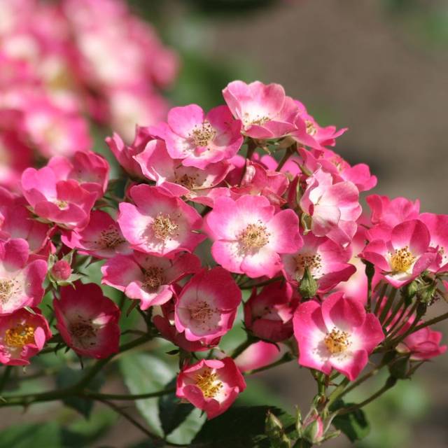 Rosier Rosanatura® Bicolore (Verdia®)