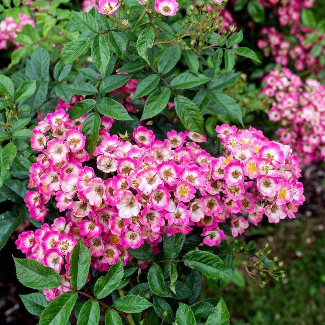 Rosier Rosanatura® Bicolore (S. Jarry - Verdia®)