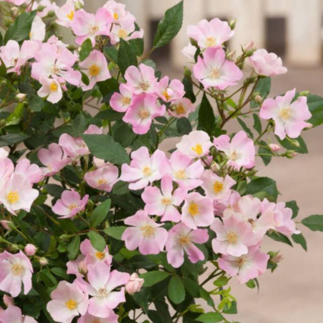 Rosier Rosanatura® - Rosea (Verdia®)