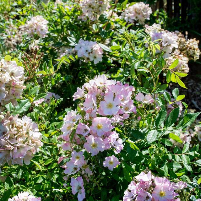 Rosier Rosanatura® - Rosea (S. Jarry - Verdia® )