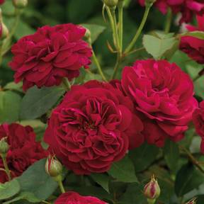 Rosier Merveille Des Rouges Une sélection des plus beaux rosiers signés Meilland