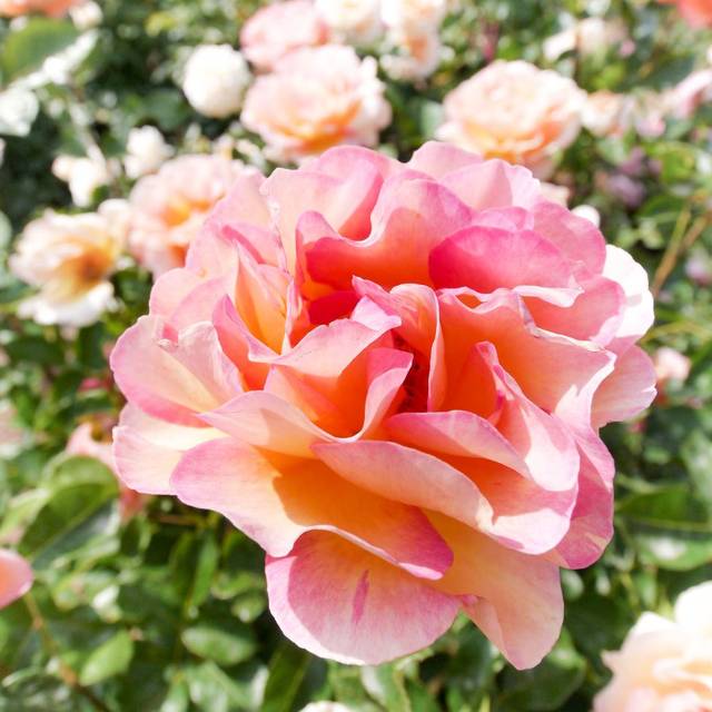 Rosier LA PARISIENNE® (T.Kiya)