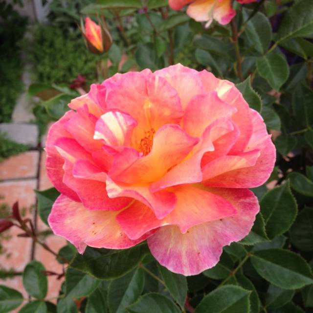 Rosier LA PARISIENNE® (Delbard)