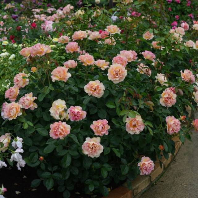 Rosier LA PARISIENNE® (Delbard)
