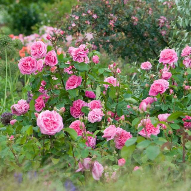 Rosier anglais Gertrude Jekyll™ (David Austin Roses)