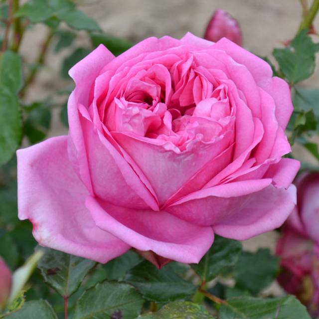 Rosier à grandes fleurs Pompadour® (Delbard)