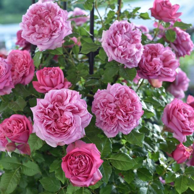 Rosier à grandes fleurs Pompadour® (Delbard)