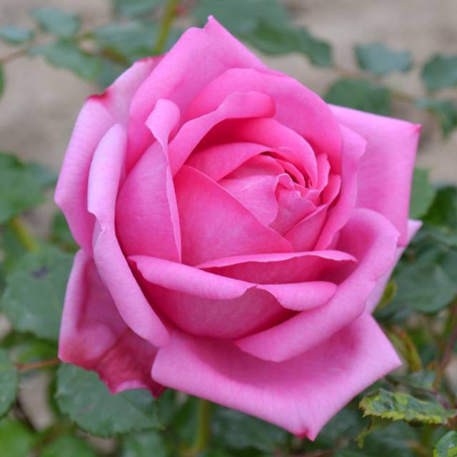 Rosier à grandes fleurs Pompadour® (Delbard)