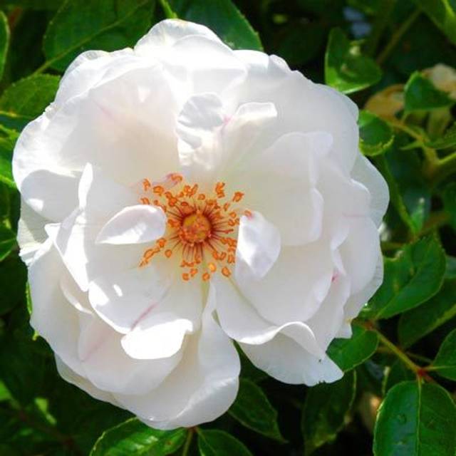 Rosier à fleurs groupées Dominique Loiseau® (Delbard)