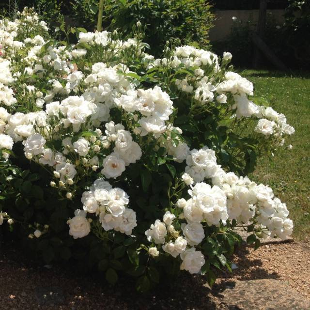 Rosier à fleurs groupées Dominique Loiseau® (Delbard)