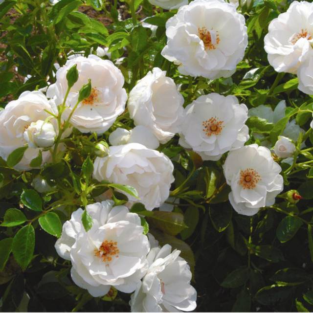 Rosier à fleurs groupées Dominique Loiseau® (Delbard)