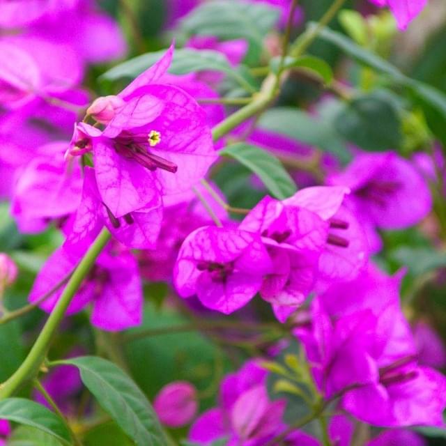 Bougainvillier Violet de Mèze (D.R. / ©Pépinières Travers)
