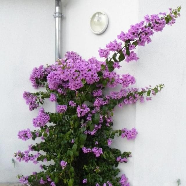 Bougainvillier Violet de Mèze (D.R. / ©Pépinières Travers)