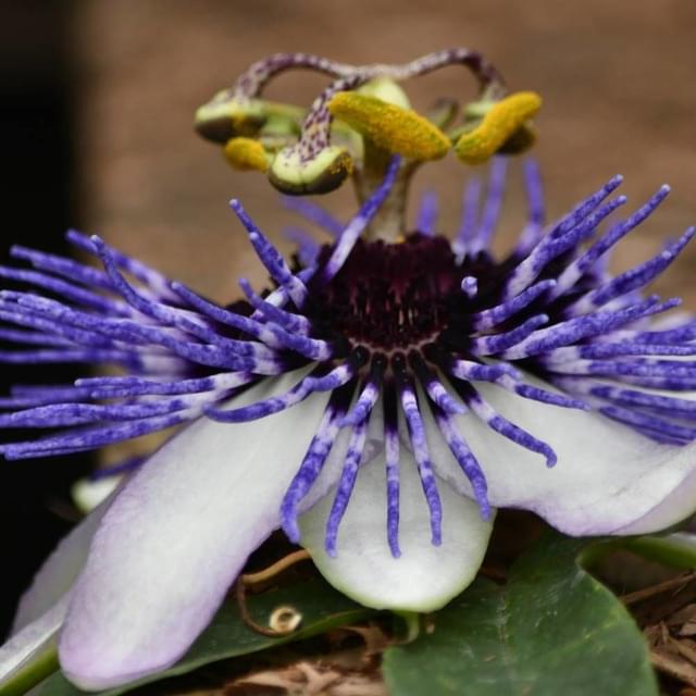 Passiflore RIVERSIDE® Damsel's Delight® (D.R. / ©Pépinières Travers)