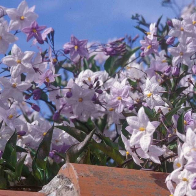 Morelle faux jasmin (D.R. / ©Pépinières Travers)