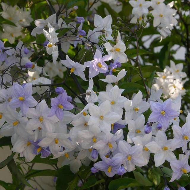 Morelle faux jasmin (D.R. / ©Pépinières Travers)
