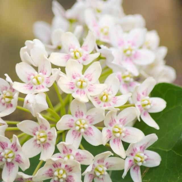 Dregea sinensis (D.R. / ©Pépinières Travers)