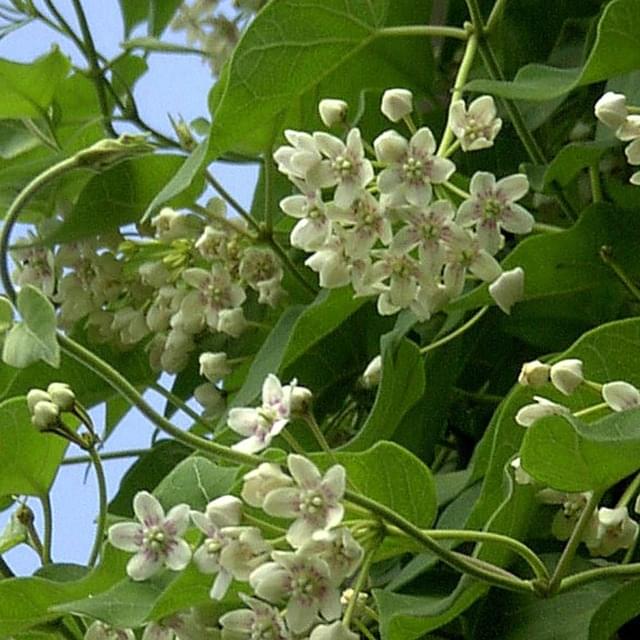 Dregea sinensis (D.R. / ©Pépinières Travers)