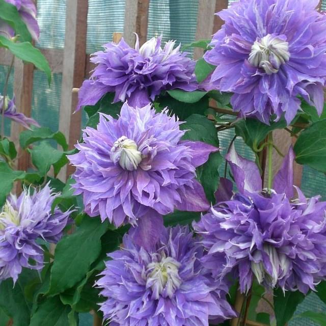 Clématite Diamantina? 'Evipo039' (D.R. / &copy;Pépinières Travers)