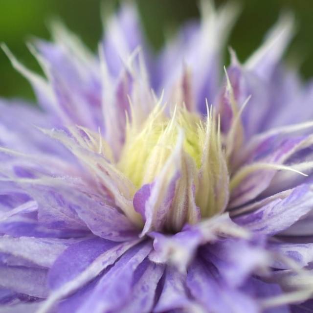 Clématite Diamantina? 'Evipo039' (D.R. / &copy;Pépinières Travers)