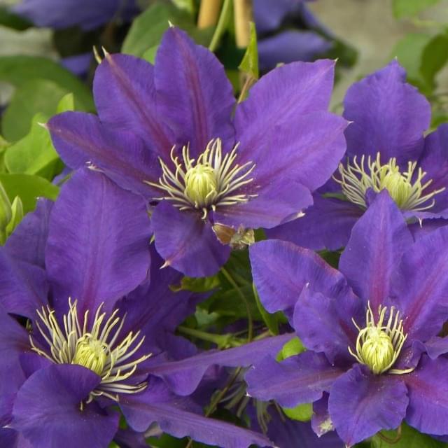 Clématite Chevalier? 'Evipo040' (D.R. / &copy;Pépinières Travers)