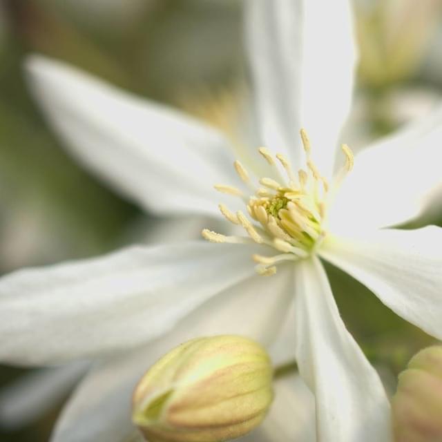 Clématite armandii Enham star (D.R. / ©Pépinières Travers)