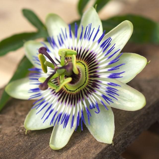 Passiflore bleue (D.R. / ©Pépinières Travers)