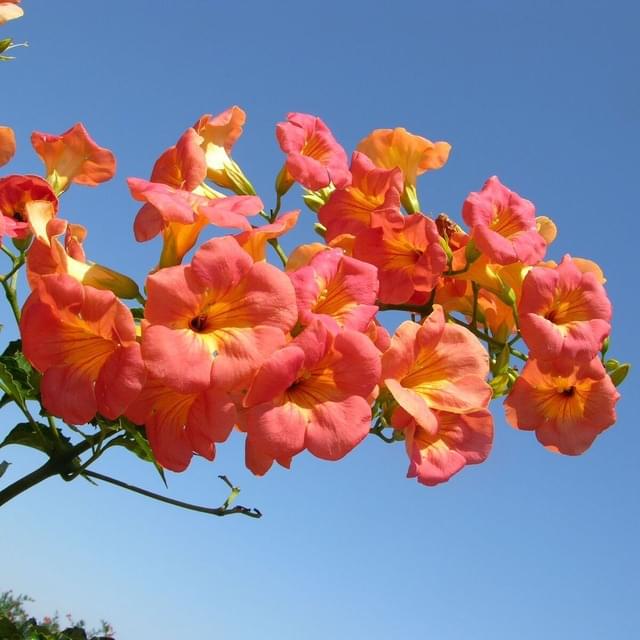 Bignone grandiflora (D.R. / ©Pépinières Travers)
