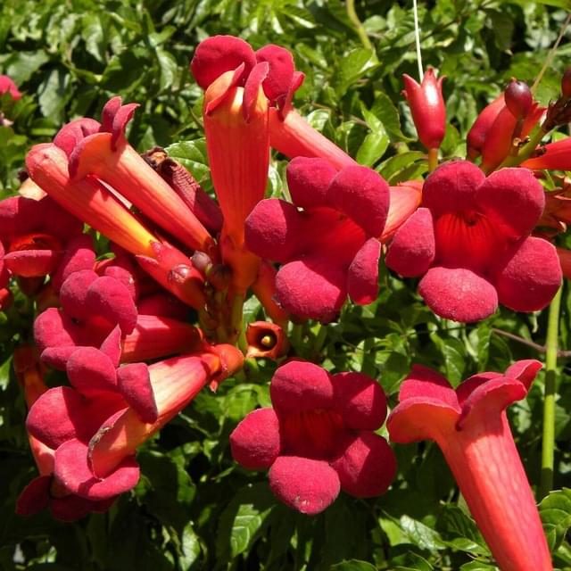 Bignone Atropurpurea (D.R. / ©Pépinières Travers)