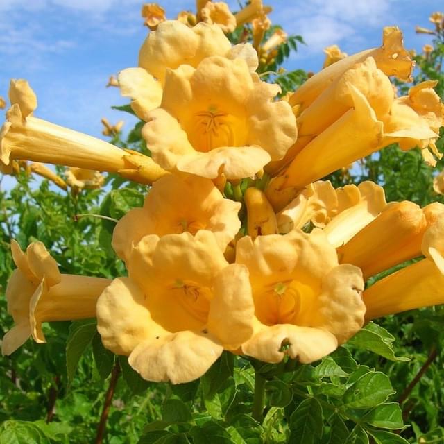 Bignone radicans Yellow Trumpet (D.R. / ©Pépinières Travers)