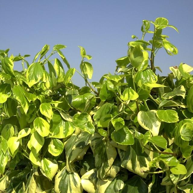 Lierre des colchide Dentata Variegata (D.R. / ©Pépinières Travers)