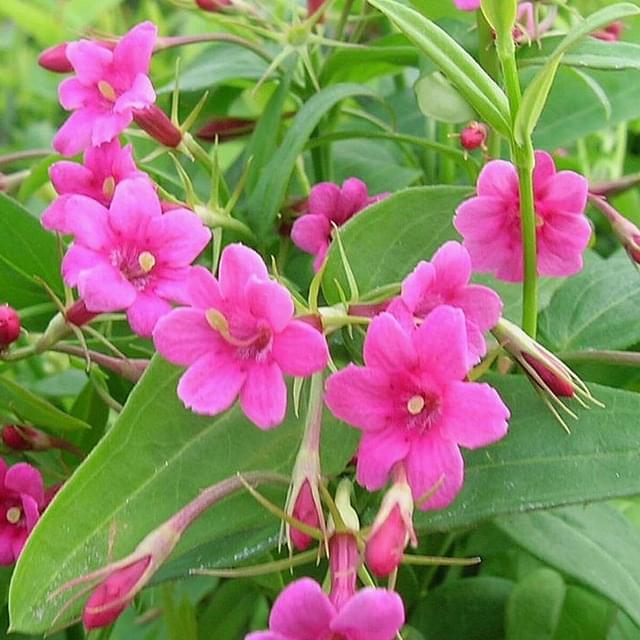 Jasmin beesianum (D.R. / ©Pépinières Travers)