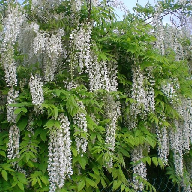 Glycine du Japon Alba (D.R. / ©Pépinières Travers)