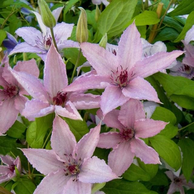Clématite Hagley Hybrid (D.R. / ©Pépinières Travers)