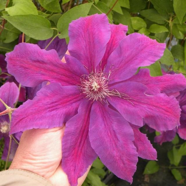 Clématite Kacper (D.R. / ©Pépinières Travers)