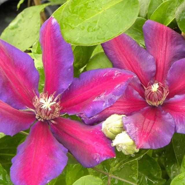 Clématite Mrs N. Thompson (D.R. / &copy;Pépinières Travers)