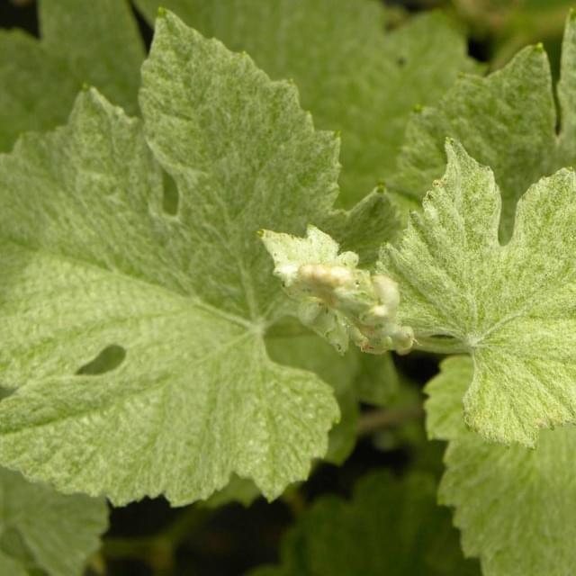 Vigne d'ornement Incana (D.R. / ©Pépinières Travers)