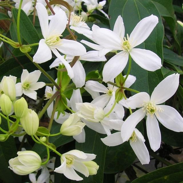 Clématite armandii (D.R. / ©Pépinières Travers)