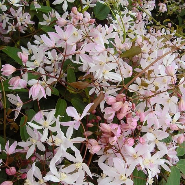 Clématite armandii Apple Blossom (D.R. / ©Pépinières Travers)