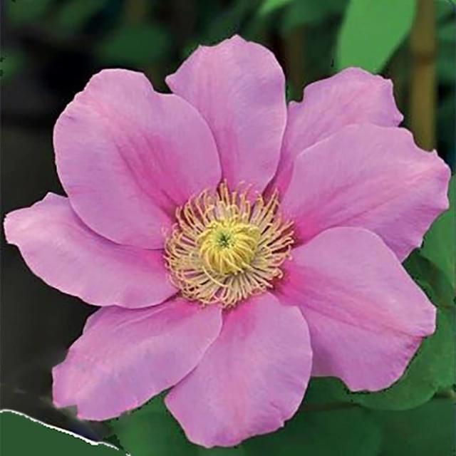 Clématite Pink Beauty (D.R. / ©Pépinières Travers)