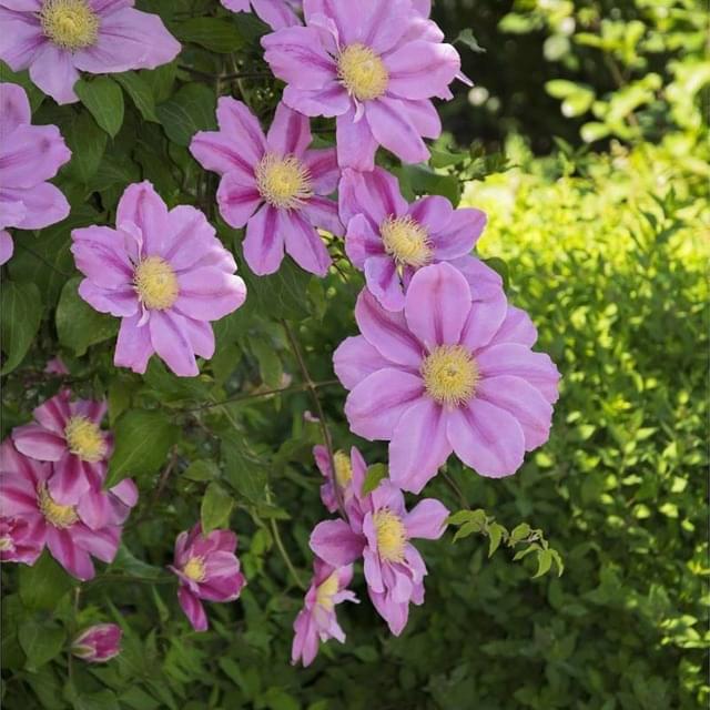 Clématite Pink Beauty (D.R. / ©Pépinières Travers)