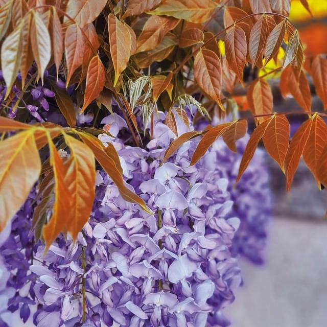 Glycine de Chine Blue Line® 'Copper Leo' (D.R. / ©Pépinières Travers)