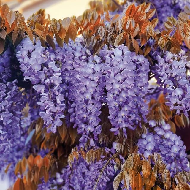 Glycine de Chine Blue Line® 'Copper Leo' (D.R. / ©Pépinières Travers)