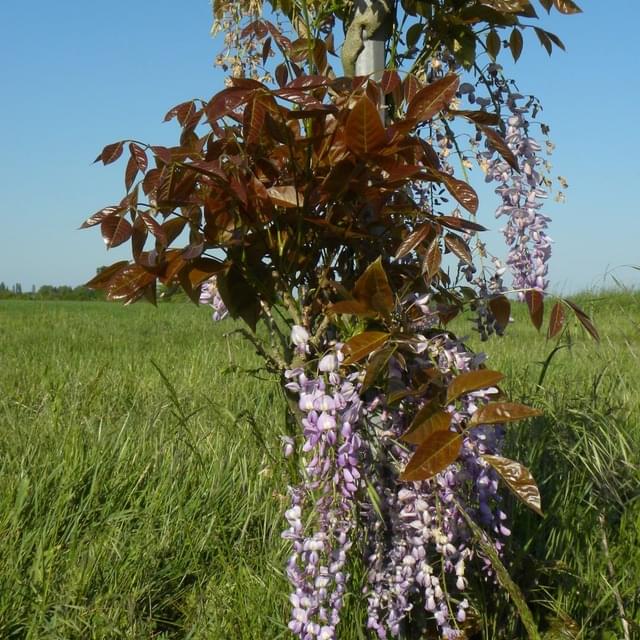 Glycine de Chine Blue Line® 'Copper Leo' (D.R. / ©Pépinières Travers)