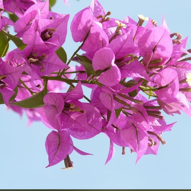 Bougainvillier Alexandra (D.R. / ©Pépinières Travers)