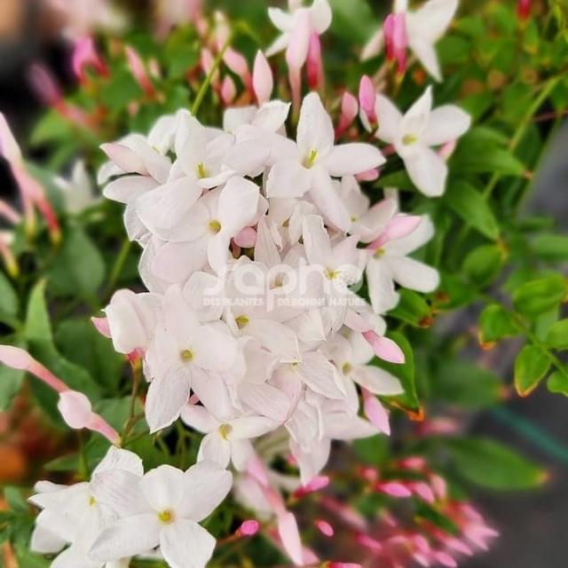 Jasmin Starry® Night 'Mormin1201' (D.R. / ©Pépinières Travers)