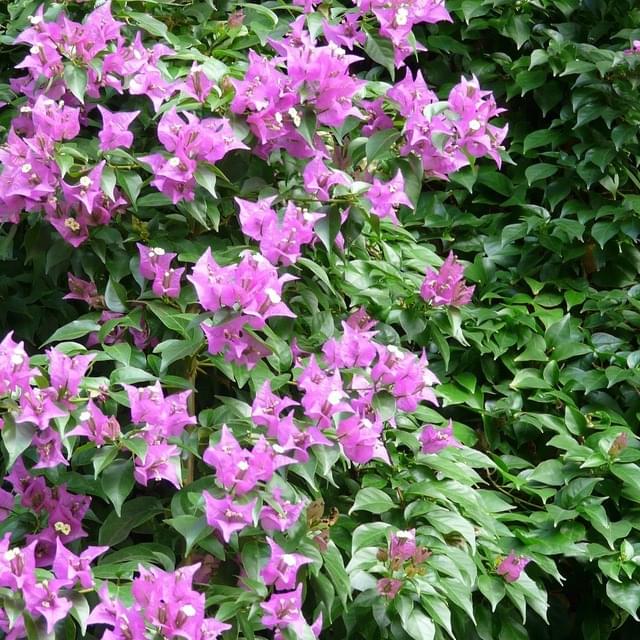 Bougainvillier Sanderiana (D.R. / ©Pépinières Travers)