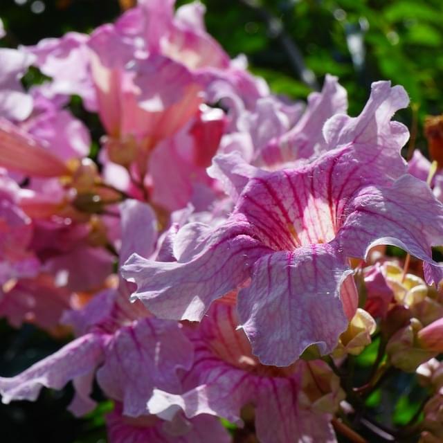 Bignone rose Comtesse Sarah (D.R. / ©Pépinières Travers)
