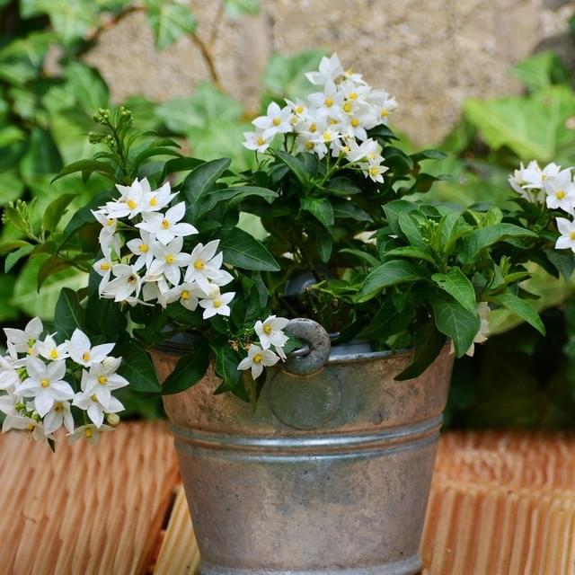 Morelle faux jasmin blanc (D.R. / ©Pépinières Travers)