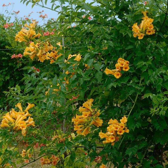Bignone Golden  trumpet® 'Mincamja3' (D.R. / ©Pépinières Travers)